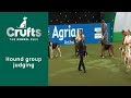 Group Judging (Hound) and Presentation | ​Crufts 2023