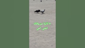 #راحة_نفسية #قرآن #تلاوة_هادئة #اكسبلور #قران_كريم  القرآن الكريم