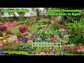 Plants overcoming hard days in April/ Garden update के साथ एक ऐसा अनोखा प्लांट जो हैरान कर देगा आपको