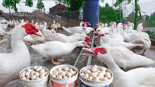 Harvesting Muscovy Duck Eggs  Daily Working on the Farm Harvest Muscovy Duck Eggs for Hatching