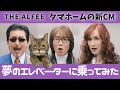 猫さん、タマホームのエレベーターに乗る❗️THE ALFEEニューアルバムから「別れの心象」が聴けました【天地創造】の全貌が見えてきた❗️