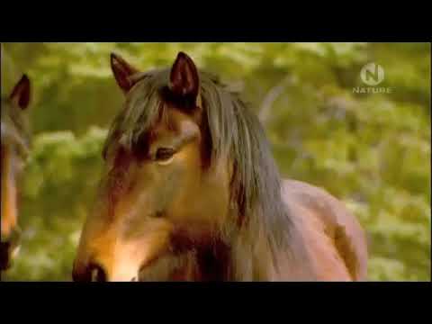 Животный мир Канадские дикие лошади