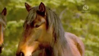 Животный мир Канадские дикие лошади screenshot 2