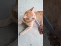 Acicalador,simula la textura de la lengua del gato,retira el pelo flotante$4 #maracaibo #mcbo #gatos