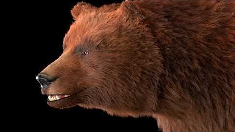 Grizzly Brown Bear 3D model
