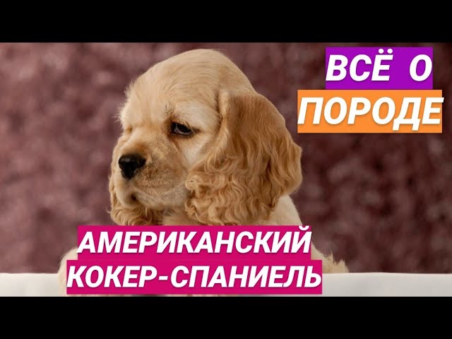 Американский кокер-спаниель // Все о породе собаки // Собака породы американский кокер-спаниель