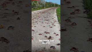 Crabs Take Over Cuba&#39;s Roads Each Spring