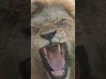 Male lion roaring sound and shaking its mane