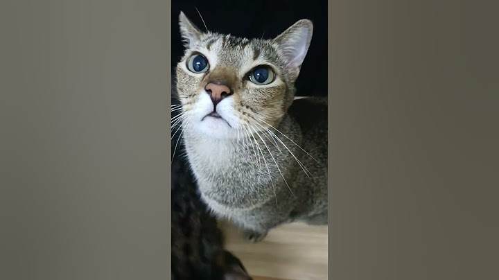 Watch the video about My cat make this funny sound 😸😸😸 #adorable #cute #beautifuleyes #tabbycat #make #funny #cat #sound