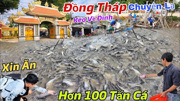 Chuyện Lạ ĐỒNG THÁP Xuất Hiện Đàn Cá Hơn 100 Tấn Trên Sông Tiền Chọn Đình Thần Để Ở 