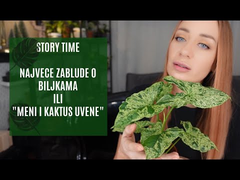 Video: Koja Je Vaza Prikladna Za Mini Orhideje