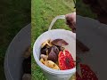 Październikowe zbiory 🤩😍👌🏻👍🏻😃🫶🏻🍂🍄🍁 #mushroom #grzyby #las #nature #jesień #amanita