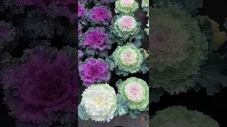 Beautiful Ornamental Cabbage Flowers #Flowers #Nature #Gardenflowers #Viral #Shorts #Youtubeshorts