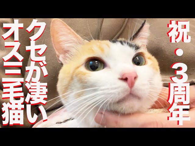 三毛猫 ニャイキエアMAX95三毛スペシャル! #NIKE #airmax95 #mike #三毛