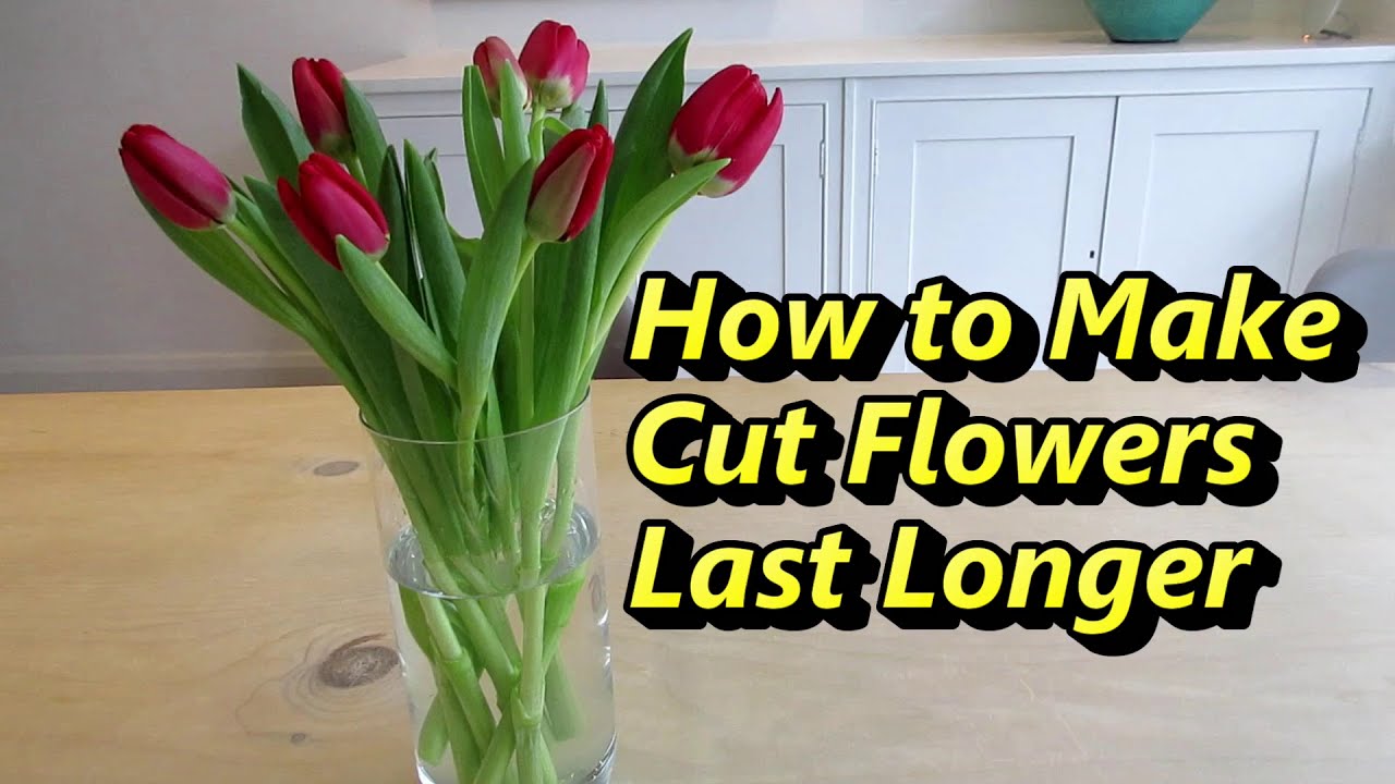 How To Make Cut Flowers Last Longer Easy And Simple Flowers Diy Shorts Youtube