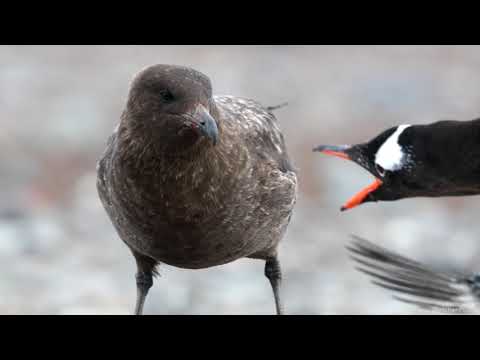 Vídeo: Os skuas vivem na Antártida?