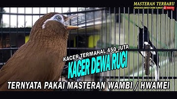 KACER TERMAHAL TERNYATA PAKAI MASTERAN INI...!! PECINTA KICAU MANIA WAJIB COBA....