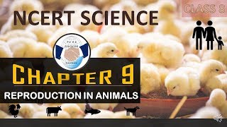 NCERT SCIENCE CLASS 8 CHAPTER 9 REPRODUCTION IN ANIMALS FOR UPSC IAS PRE,UPPCS,SSC,BANKING IN HINDI NCERT SCIENCE CLASS 8 CHAPTER 9 REPRODUCTION IN ANIMALS FOR UPSC IAS PRE,UPPCS,SSC,BANKING IN HINDI