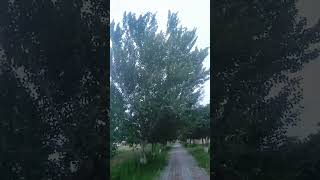 Windy Trees &amp; Nature Sounds 🍃 | Deep Relaxation 38 Minutes🔔
