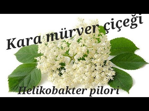 Video: Sarı Yapraklı Mürver - Mürverde Sararmış Yaprakların Tedavisi