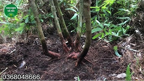 GL.sim rừng bụi to thân đẹp rễ nhiều.Hoa bạn và tôi