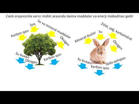 Biologiya 6-cı sinif 38. İfrazat