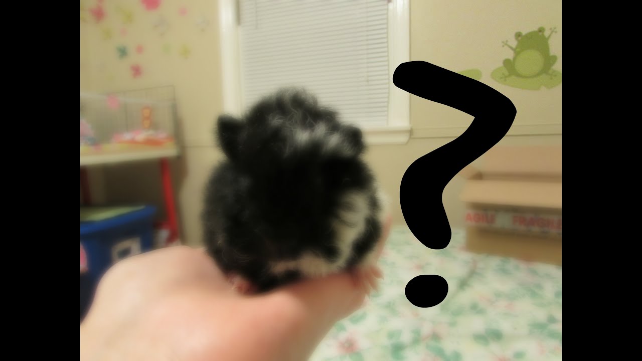 guinea pig house Gwen's New Friend, Lilo