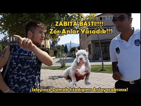 Amstaff Tyson'la Denize Gittik Zabıta Bastı! - Denize Giremezsiniz Dedi!!!