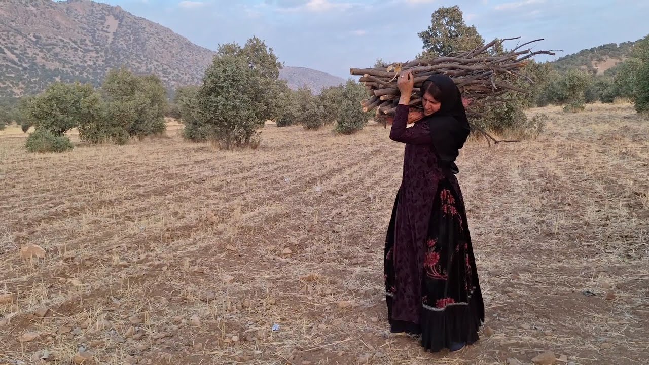 Nomadic life in Iran:Collecting firewood for the winter season by ...