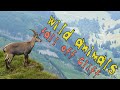 Top 10 animals fall off ibex boar goat and much more