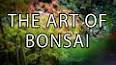 The Intricate Art of Bonsai ile ilgili video