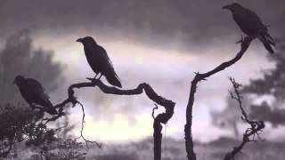 Crows  Sound Effect