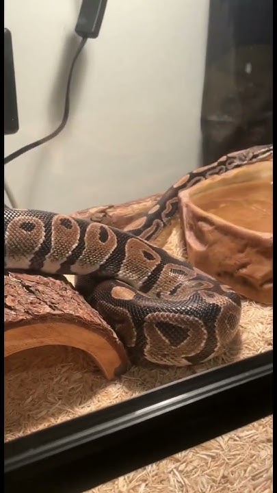 Browning the Friendly Ball Python! - YouTube