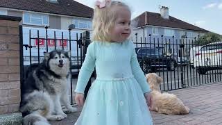 Adorable Baby Girl Plays With Her Giant Dogs And Niko Protects Her! (Cutest Ever!!)