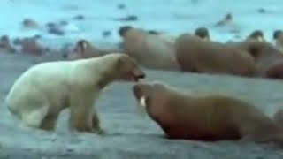 Polar Bear vs Walrus | BBC Studios