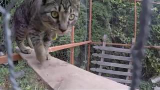 Outdoor Cat Enclosure