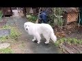 イガグリの雨に驚いたルンルンです　Great Pyrenees　グレートピレニーズ