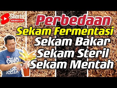 Video: Apa Itu Sekam: Pelajari Cara Menampi Biji Dari Sekam