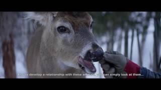 DJI   Phantom 4   Winter Wilderness