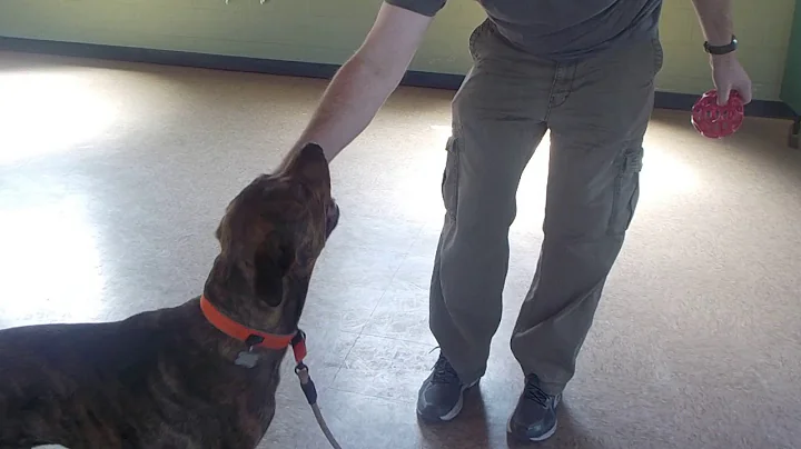 Scout retrieve