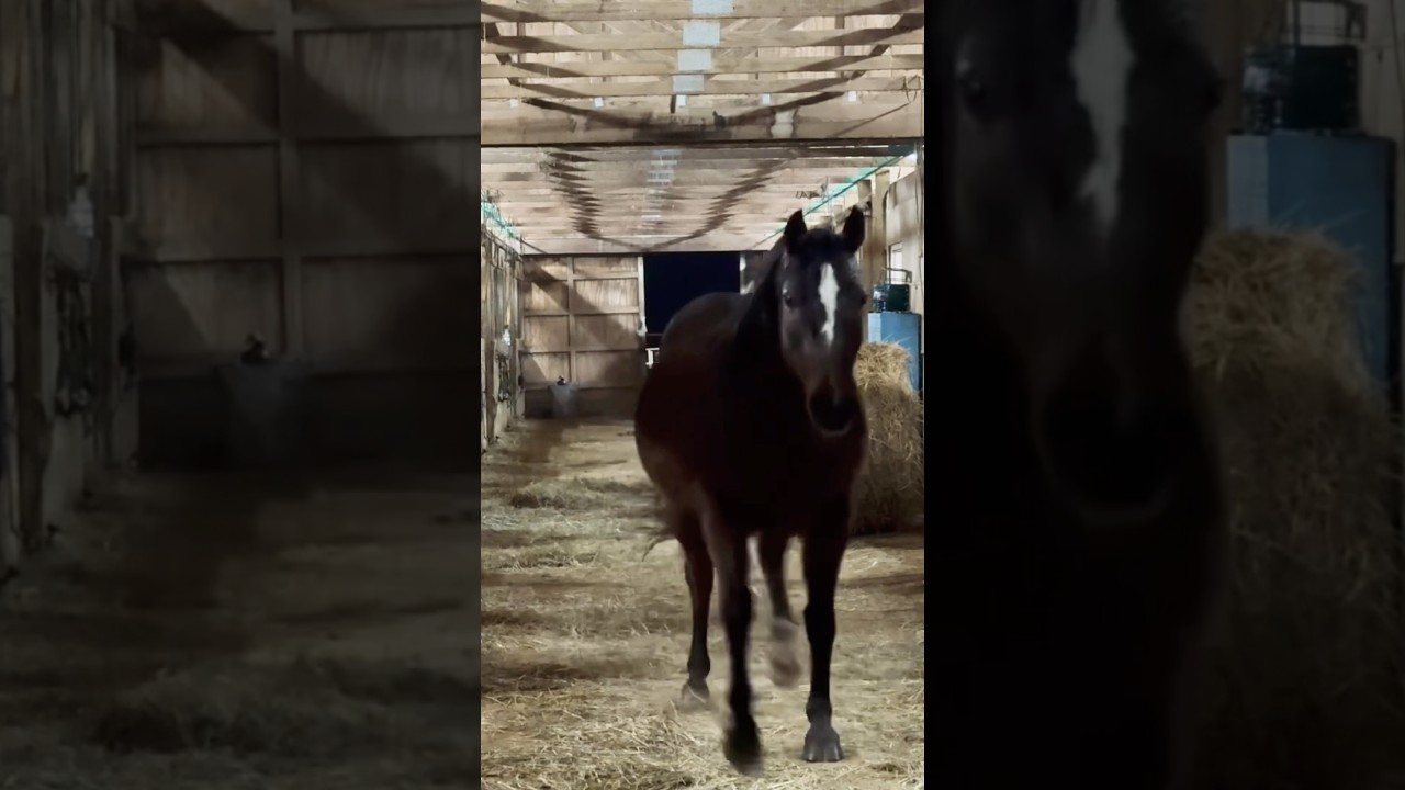 Running Straight to Her Dinner 