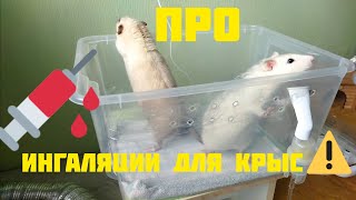 Ингаляции для крыс.Можно/нельзя #моилюбимки #твимз #листиккексик #крысы #ratslove #животные