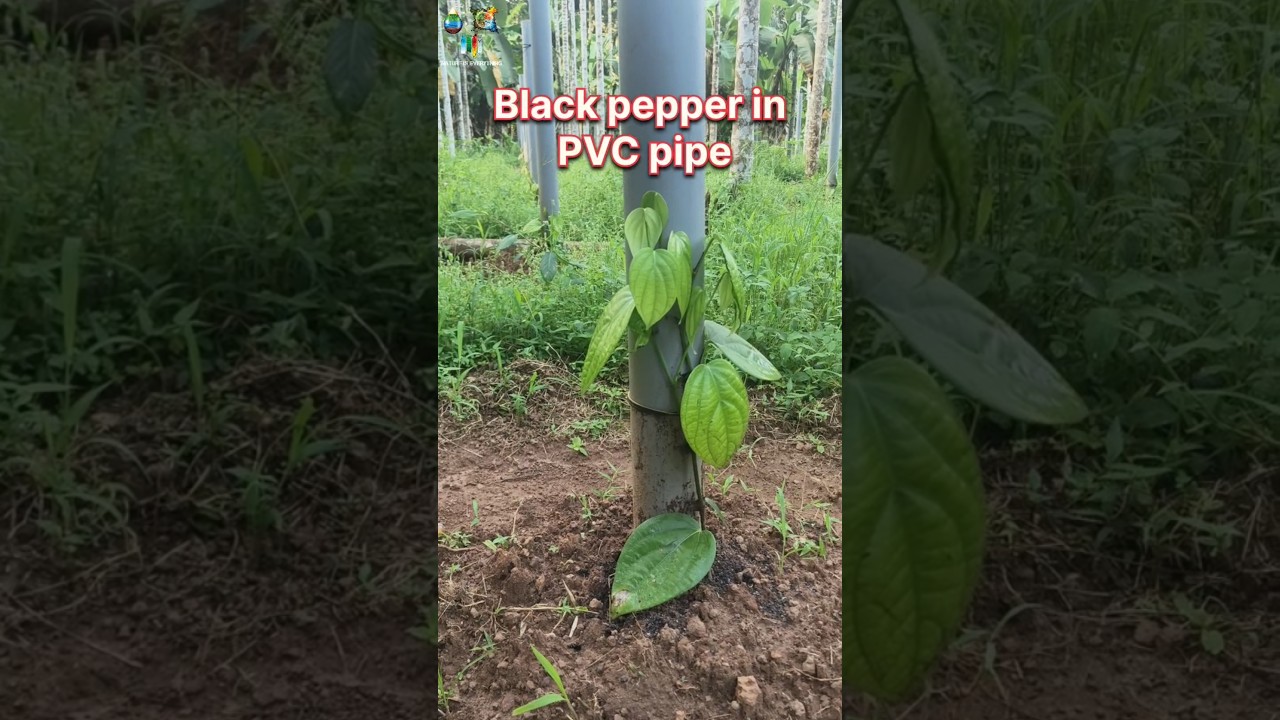Black Pepper in PVC pipe 