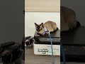 Pouca gente sabe disso sobre o siamês#siamês#gatosiamês#curiosidadesdegatos#vidadegato