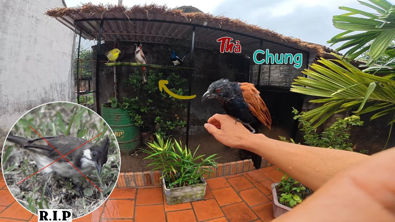 Chính Thức M.ất Chào Mào Non - Ý Tưởng Thả Chung Bìm Bịp Vào Avi Cùng Các Loại Chim