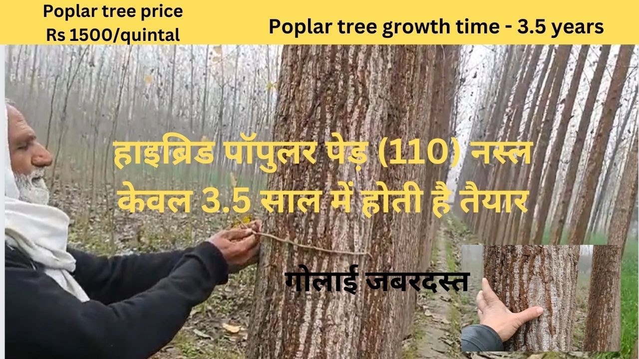 Hybrid Poplar Tree Growth Rate 3 5 Years Poplar Tree Harvesting Time hybrid-poplar-tree-growth-rate-3-5-years-poplar-tree-harvesting-time