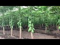 Passion Red Papaya - Cerca de cosecha