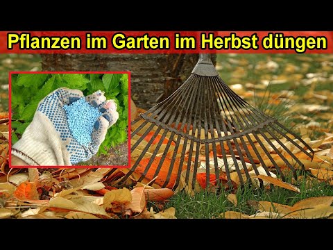 Video: Herbstdünger für Rosen: wann und wie anwenden. Rosenpflege im Herbst, Vorbereitung auf den Winter