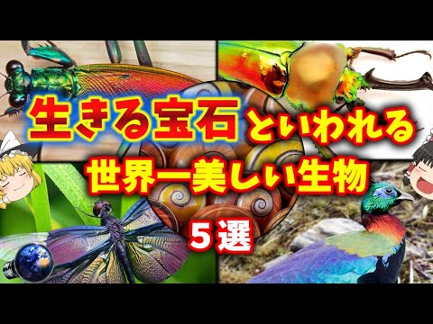 【生きる宝石】世界一綺麗な〇〇といわれる、見目麗しい生き物 5選【ゆっくり解説】【生物まとめ】