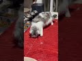 めずらしく一瞬遊ぶくーちゃん #ねこのいる暮らし #ねこ動画 #ねこのいる生活
